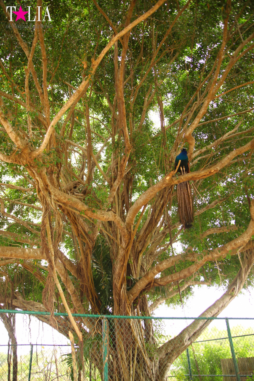 The show with crocodiles and other entertainments of Gator Park, Everglades, Miami