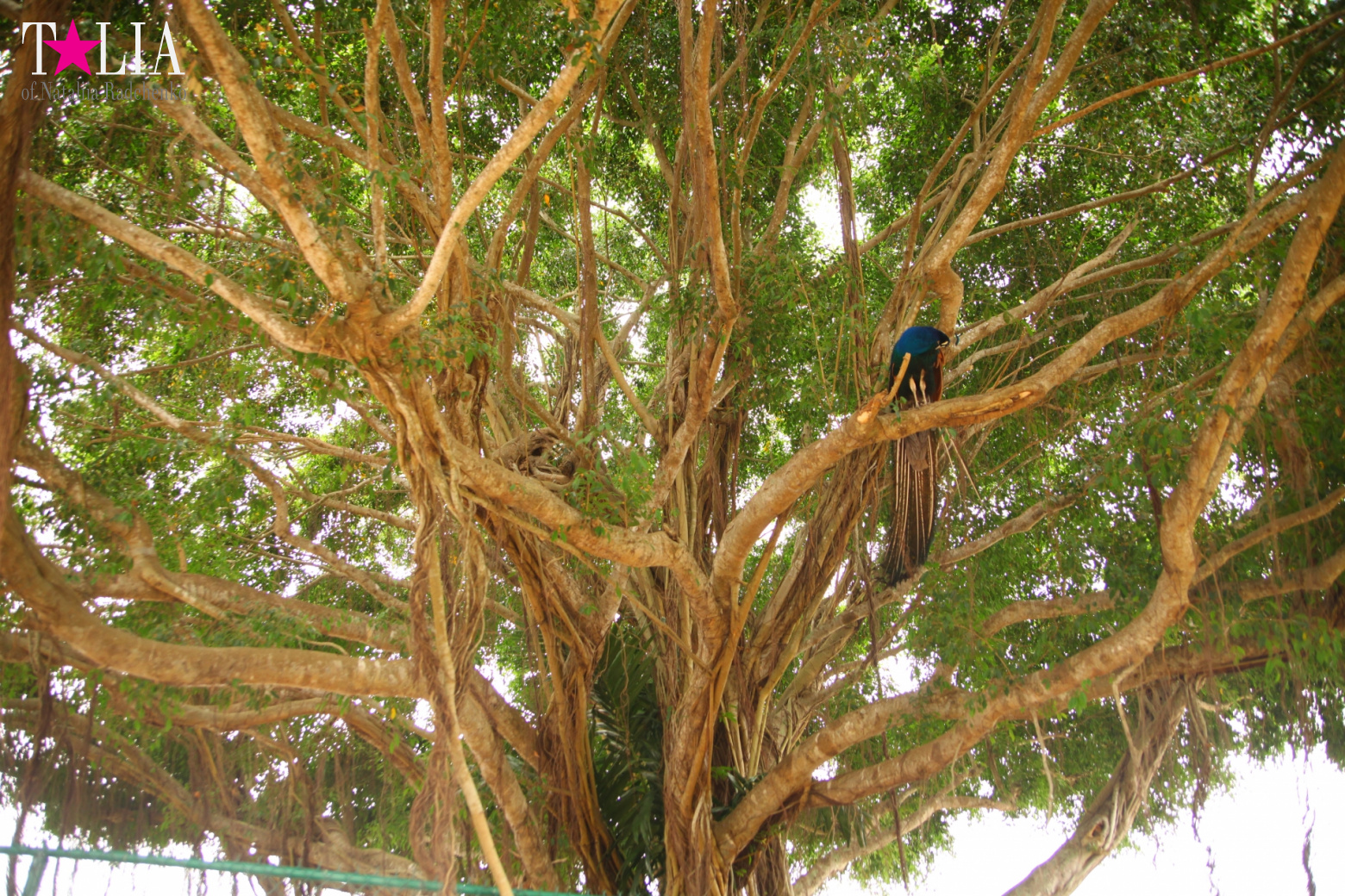 The show with crocodiles and other entertainments of Gator Park, Everglades, Miami