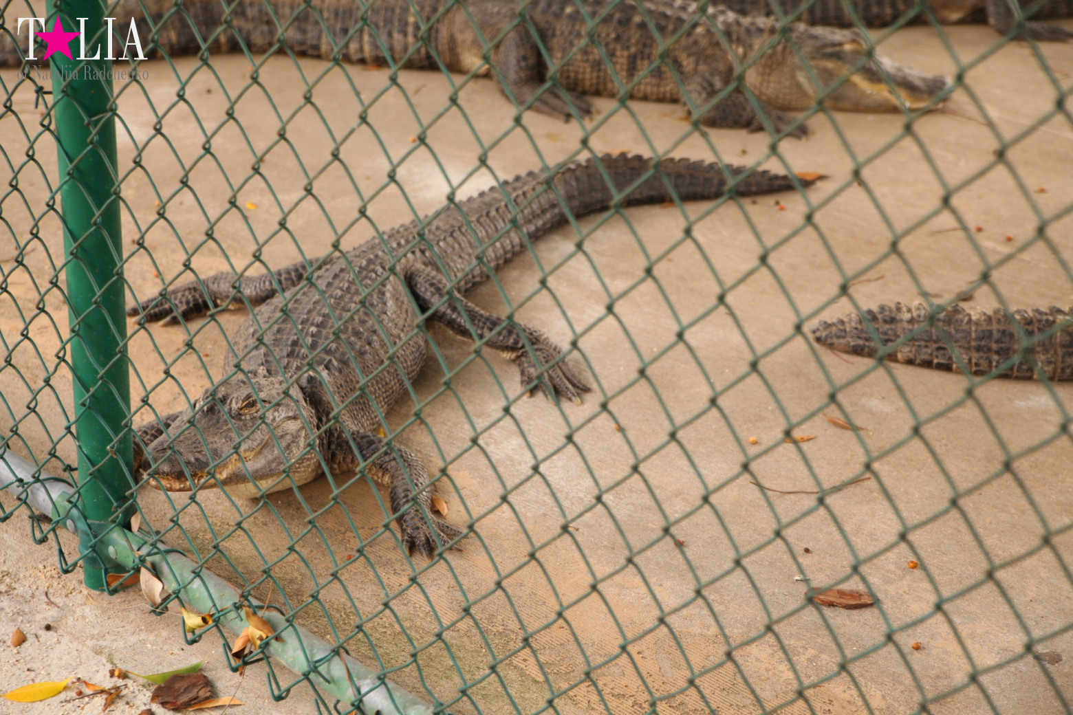The show with crocodiles and other entertainments of Gator Park, Everglades, Miami