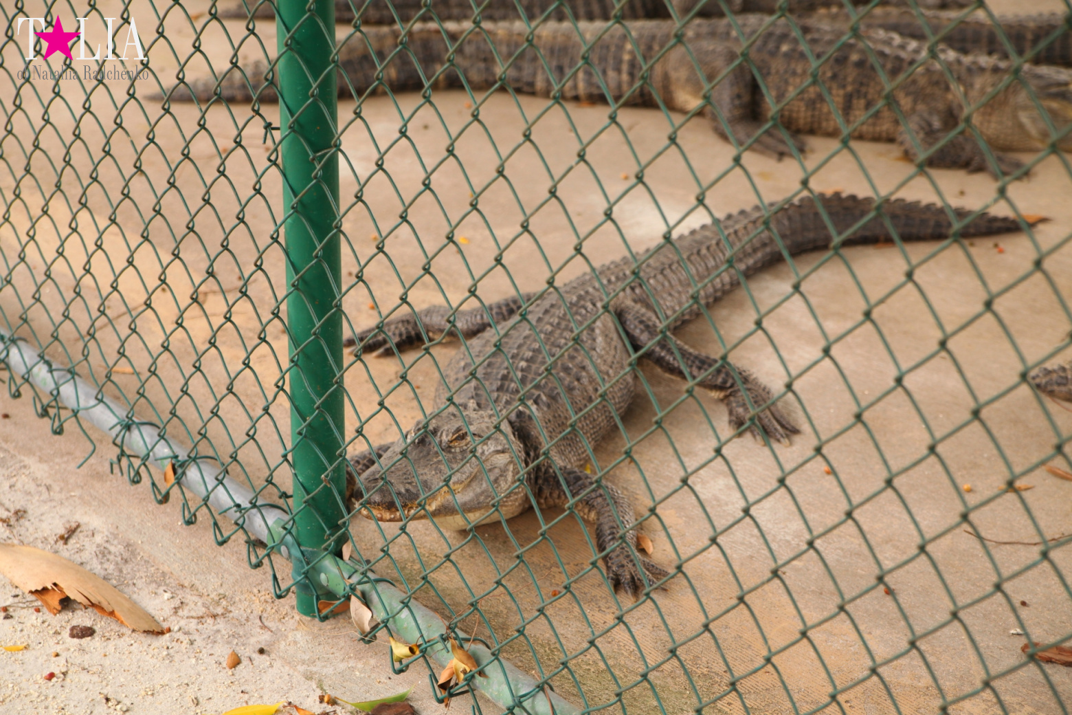 The show with crocodiles and other entertainments of Gator Park, Everglades, Miami