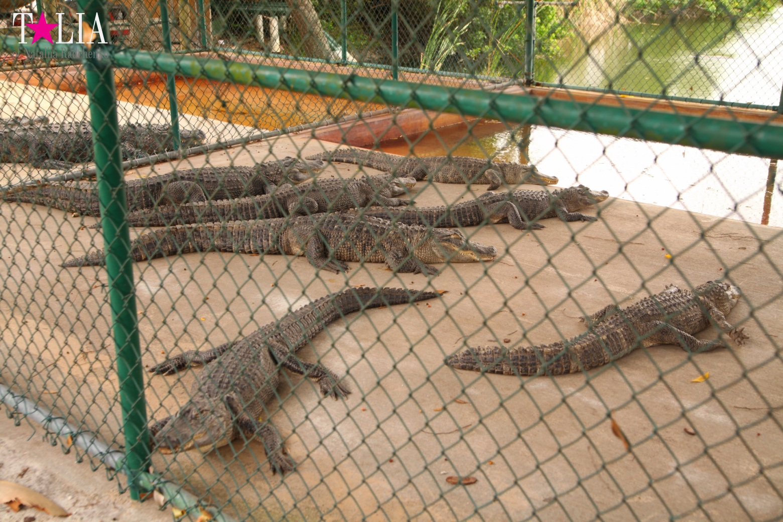 The show with crocodiles and other entertainments of Gator Park, Everglades, Miami