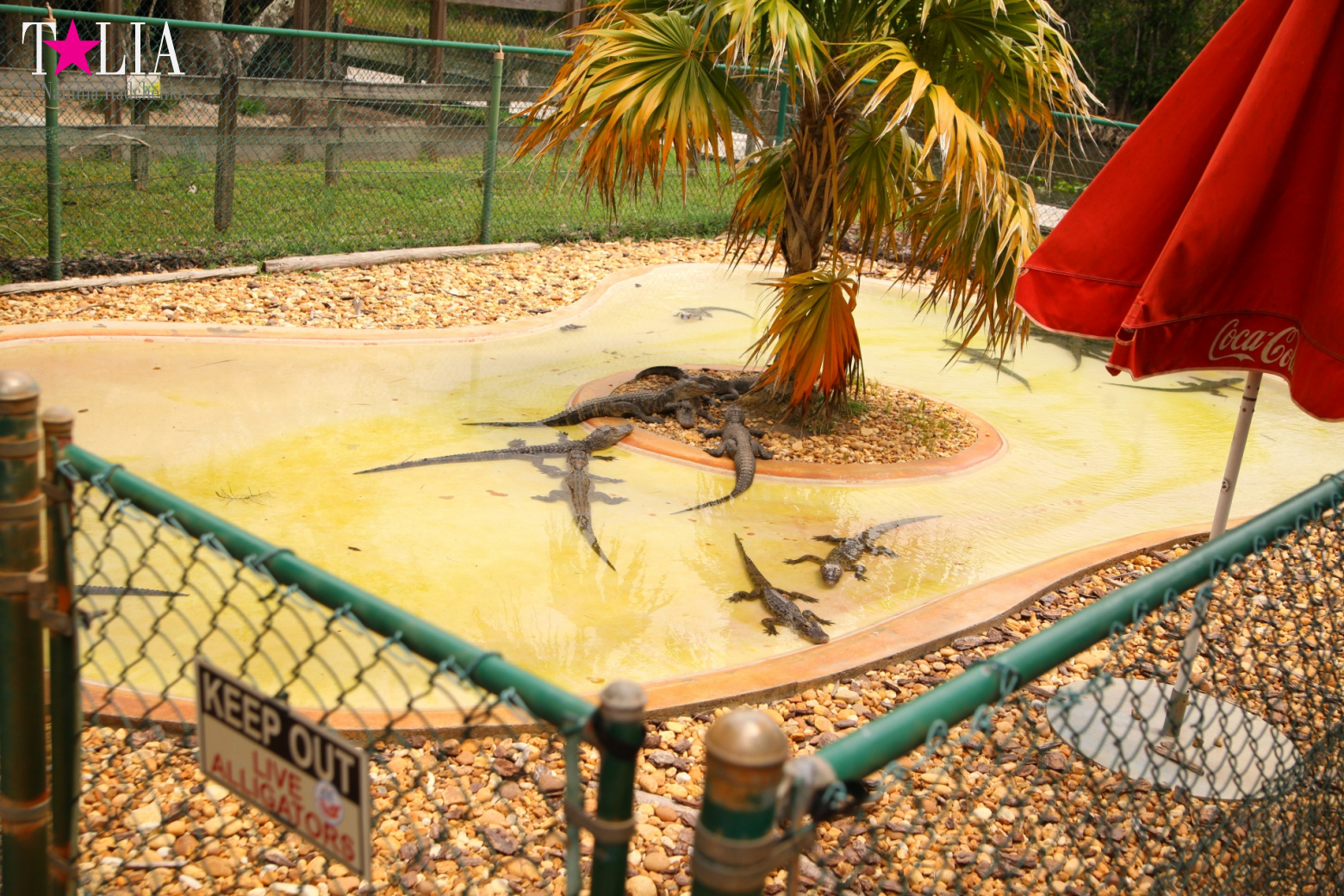 The show with crocodiles and other entertainments of Gator Park, Everglades, Miami