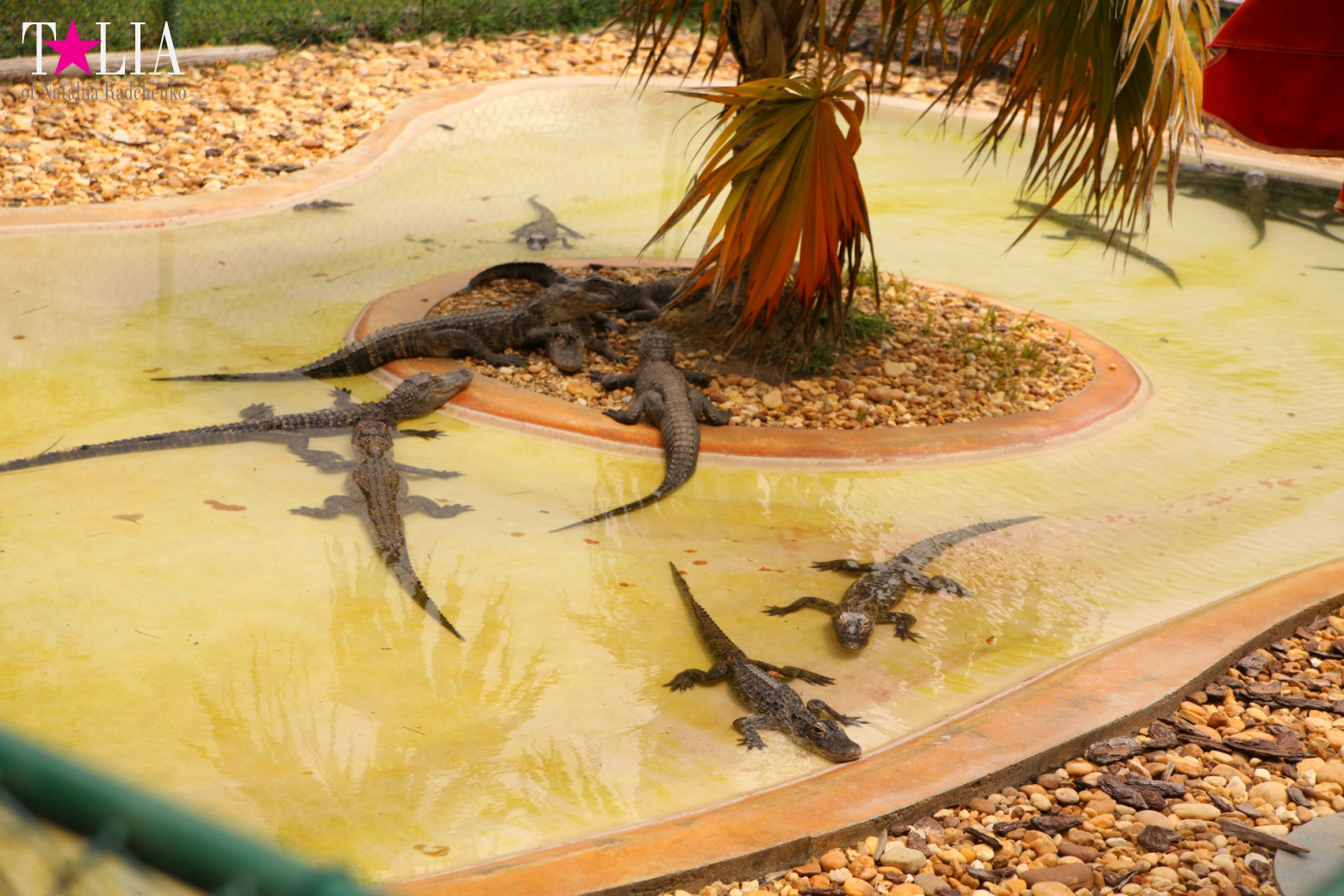 The show with crocodiles and other entertainments of Gator Park, Everglades, Miami