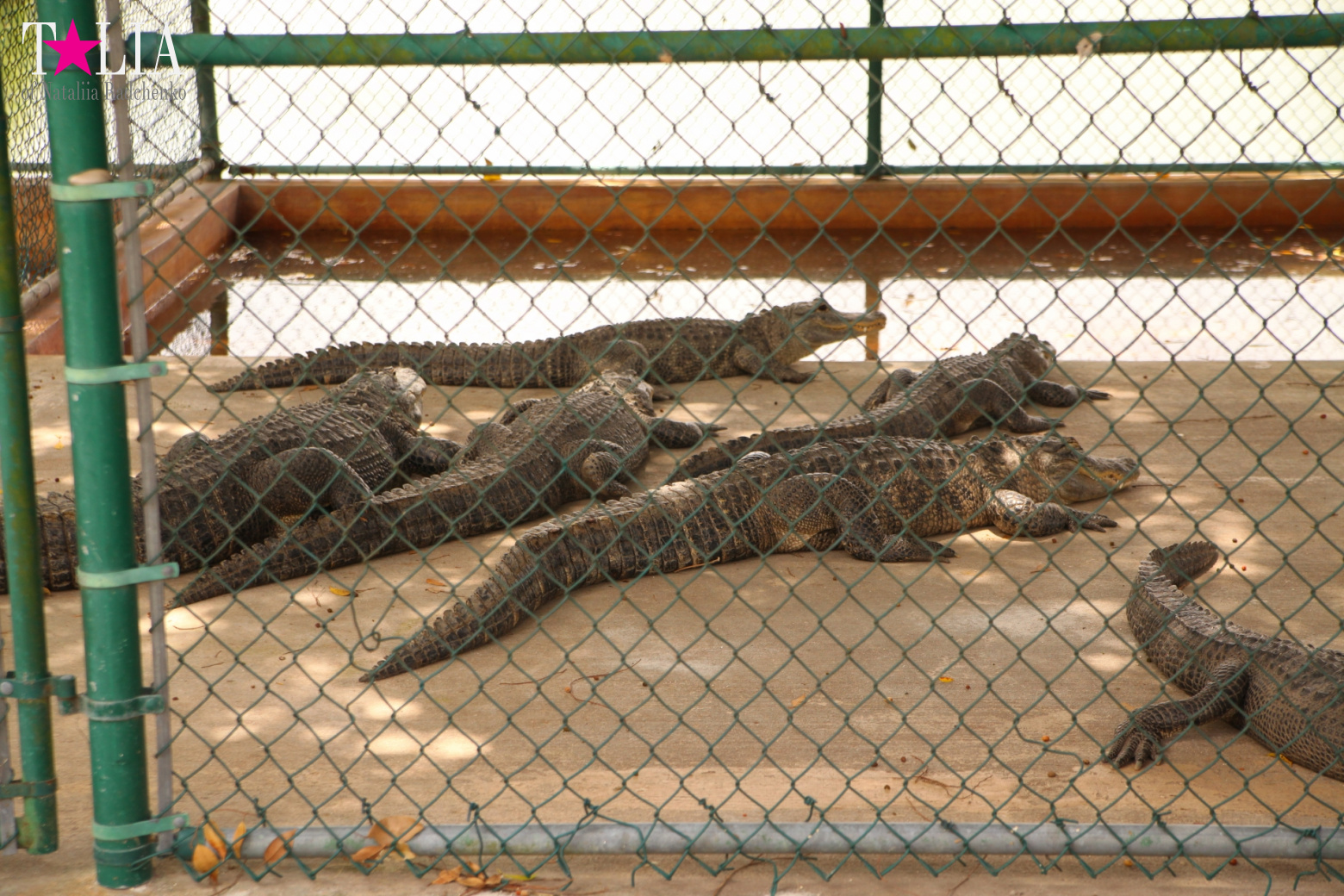 The show with crocodiles and other entertainments of Gator Park, Everglades, Miami