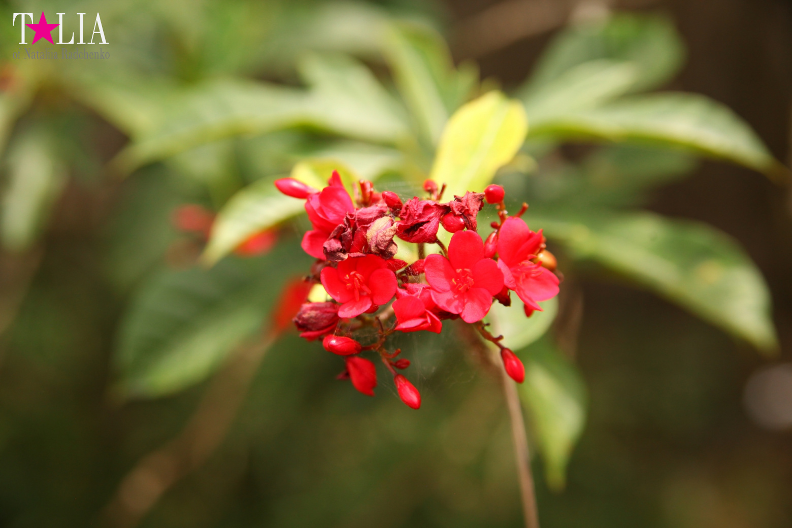 The show with crocodiles and other entertainments of Gator Park, Everglades, Miami
