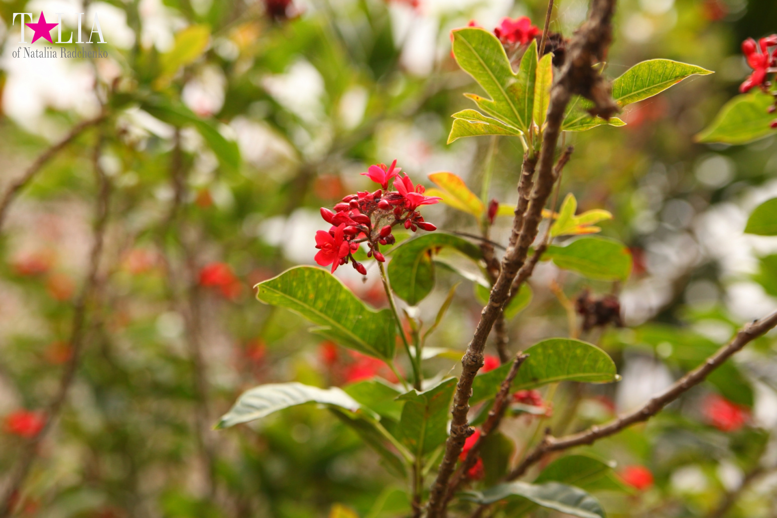 The show with crocodiles and other entertainments of Gator Park, Everglades, Miami