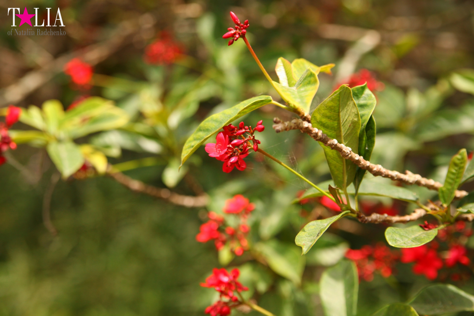The show with crocodiles and other entertainments of Gator Park, Everglades, Miami