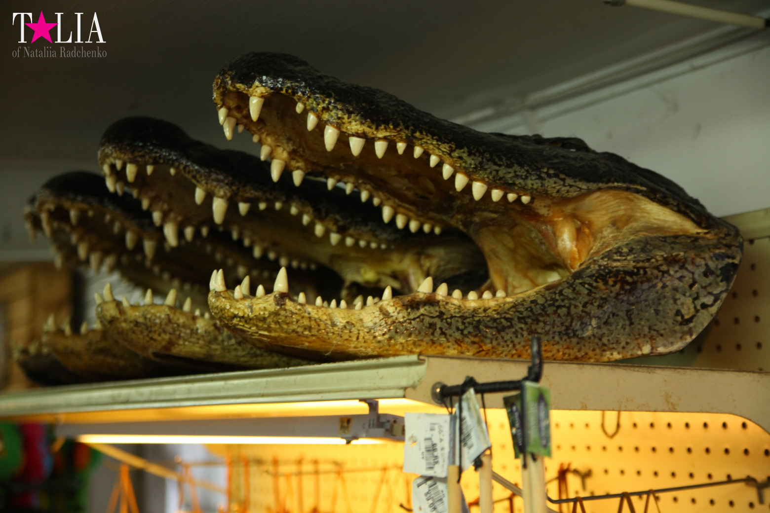 The show with crocodiles and other entertainments of Gator Park, Everglades, Miami