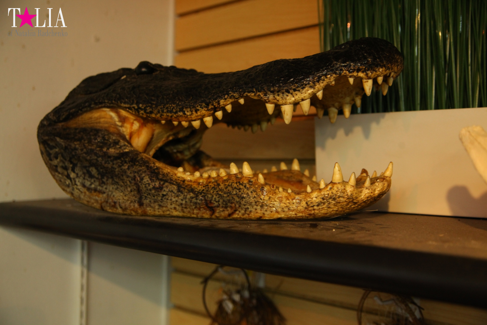 The show with crocodiles and other entertainments of Gator Park, Everglades, Miami