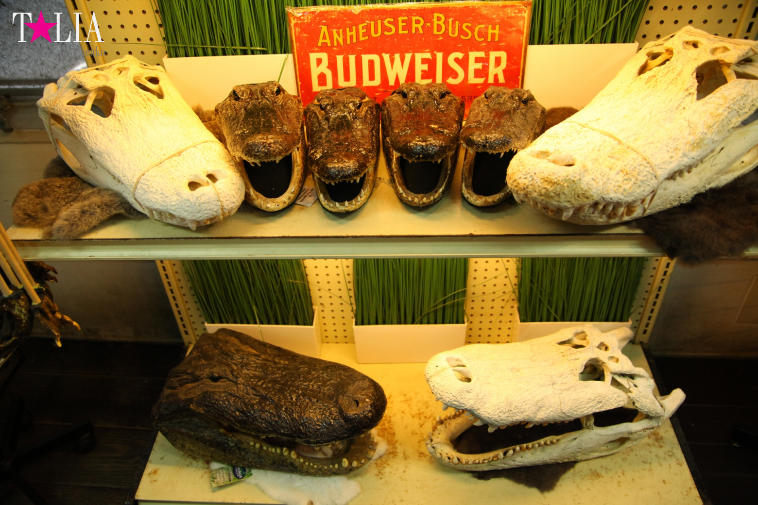 The show with crocodiles and other entertainments of Gator Park, Everglades, Miami