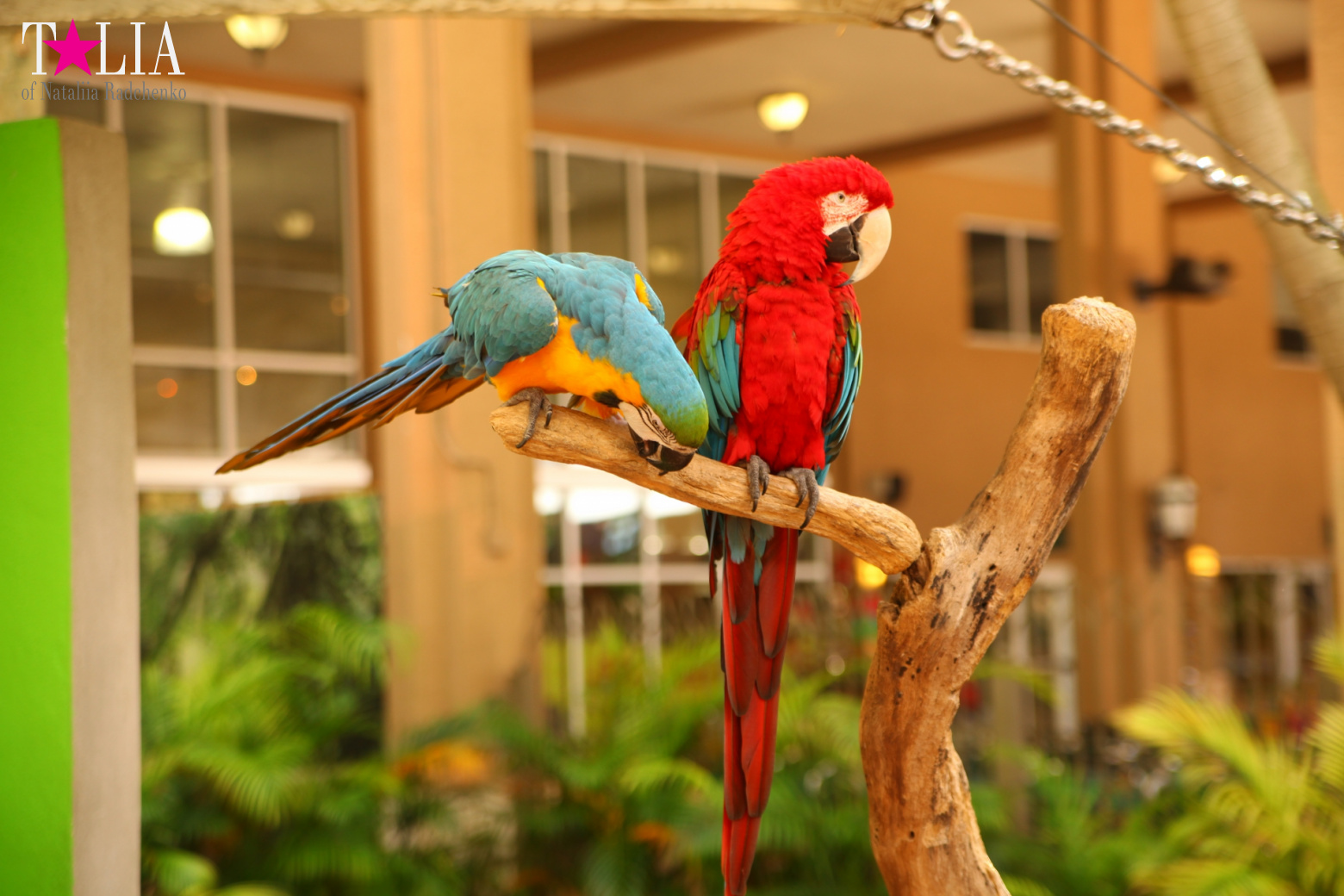 Птицы Джангл Айленд, Майами, Флорида
