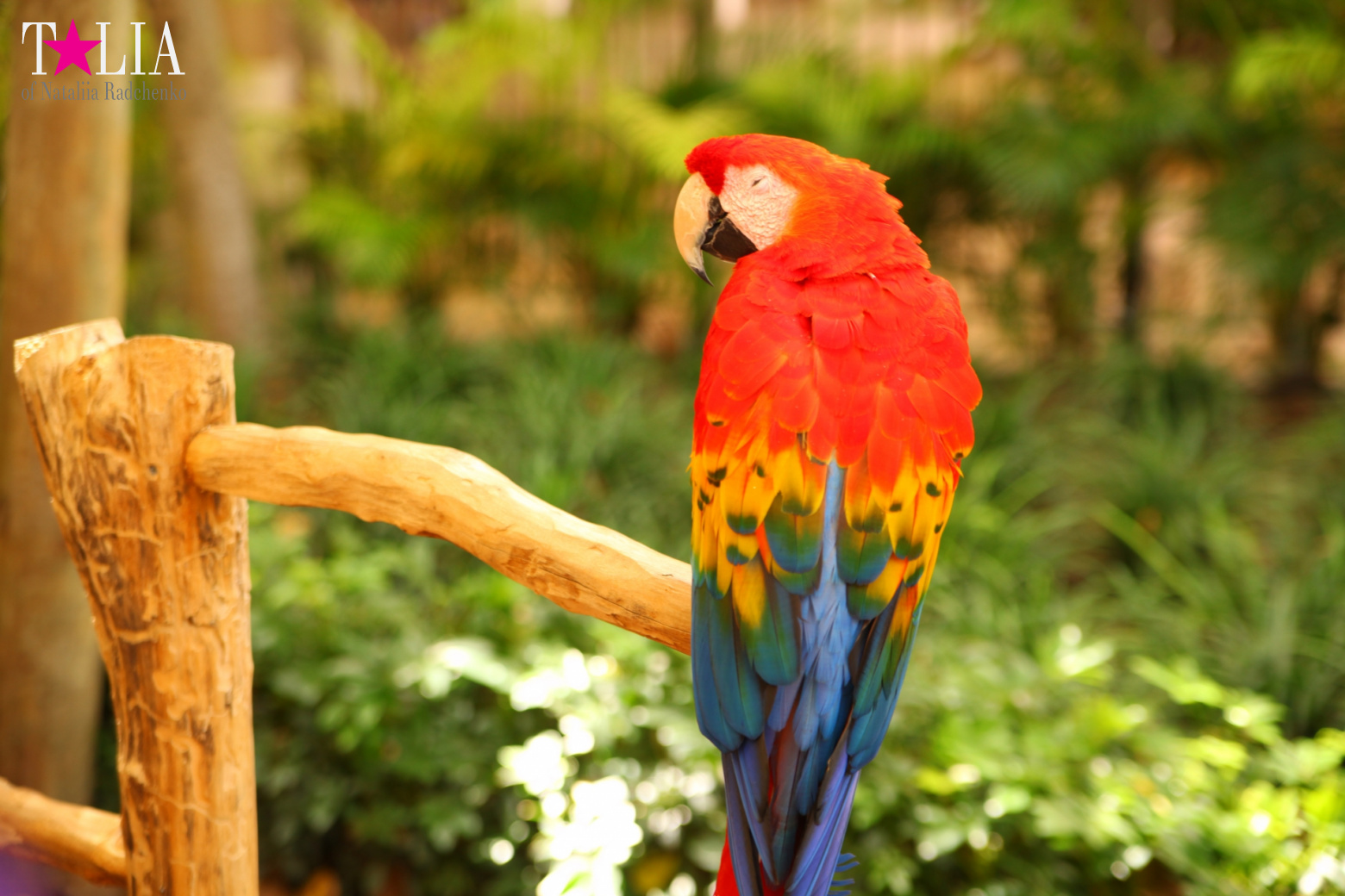 Птицы Джангл Айленд, Майами, Флорида