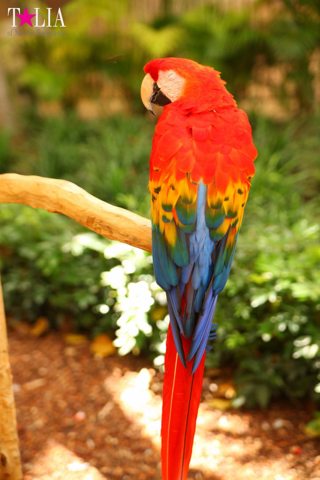 Птицы Джангл Айленд, Майами, Флорида