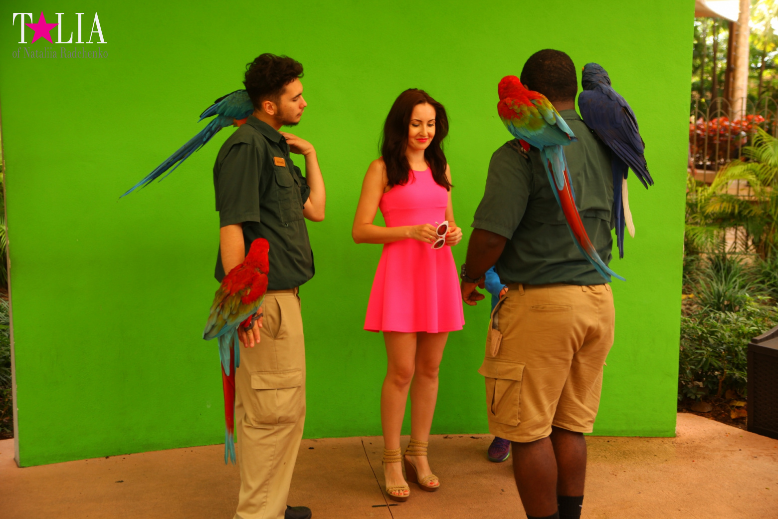 Птицы Джангл Айленд, Майами, Флорида