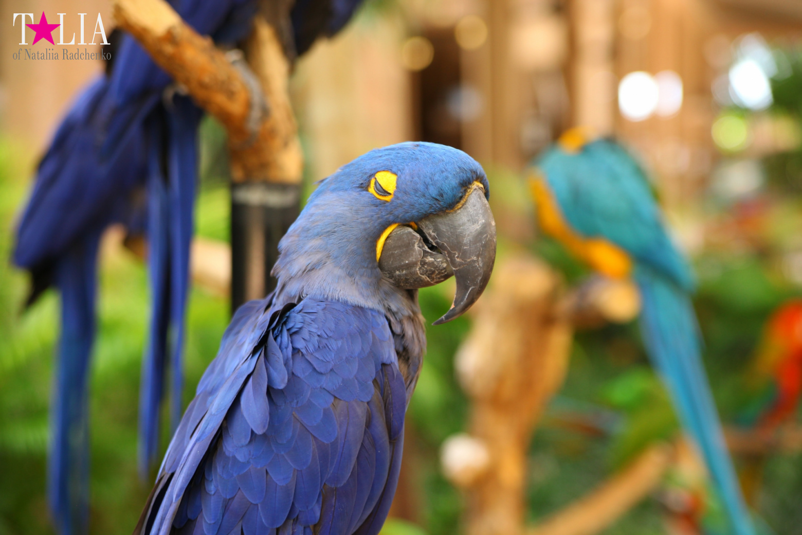Птицы Джангл Айленд, Майами, Флорида