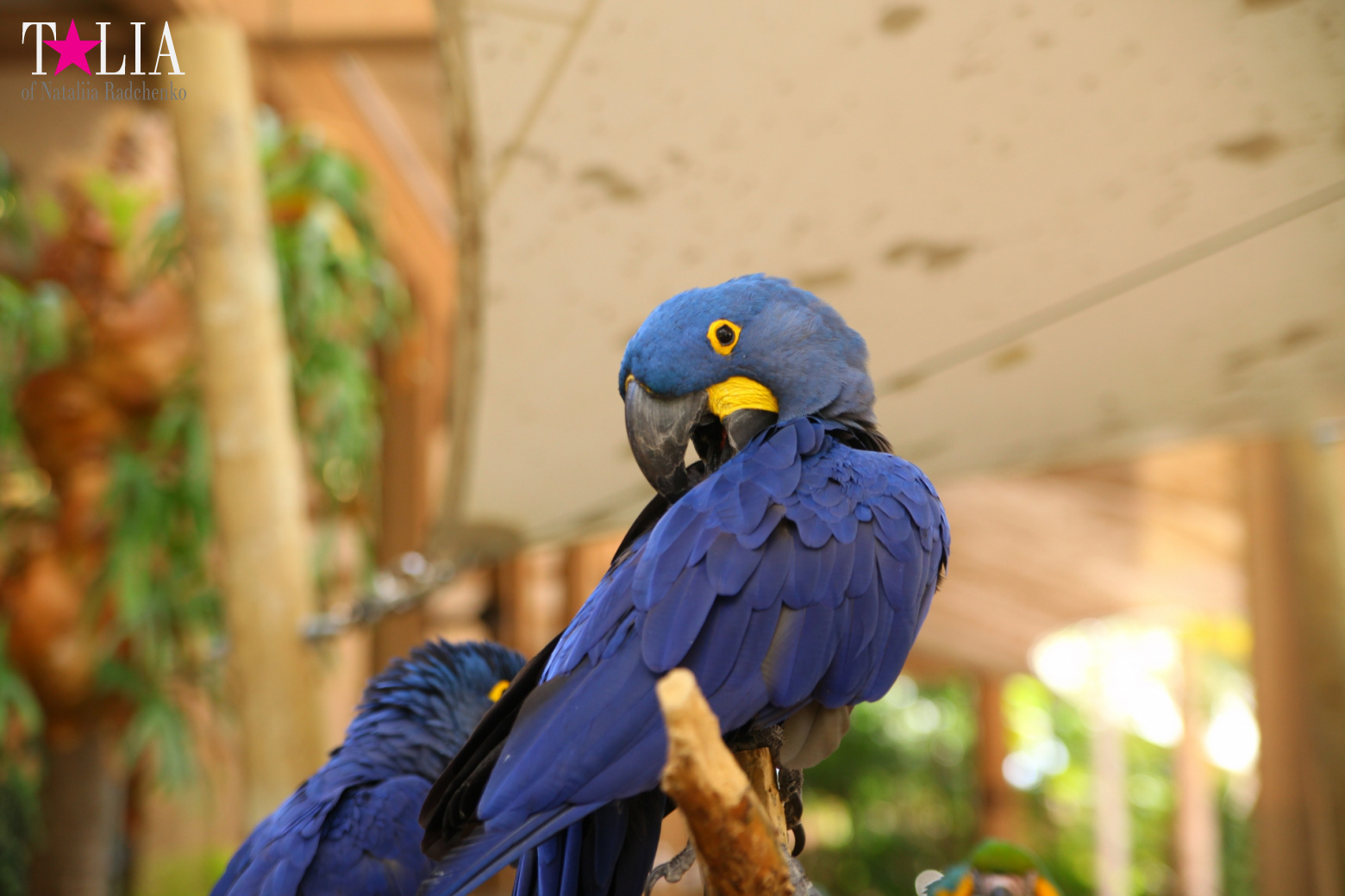 Птицы Джангл Айленд, Майами, Флорида