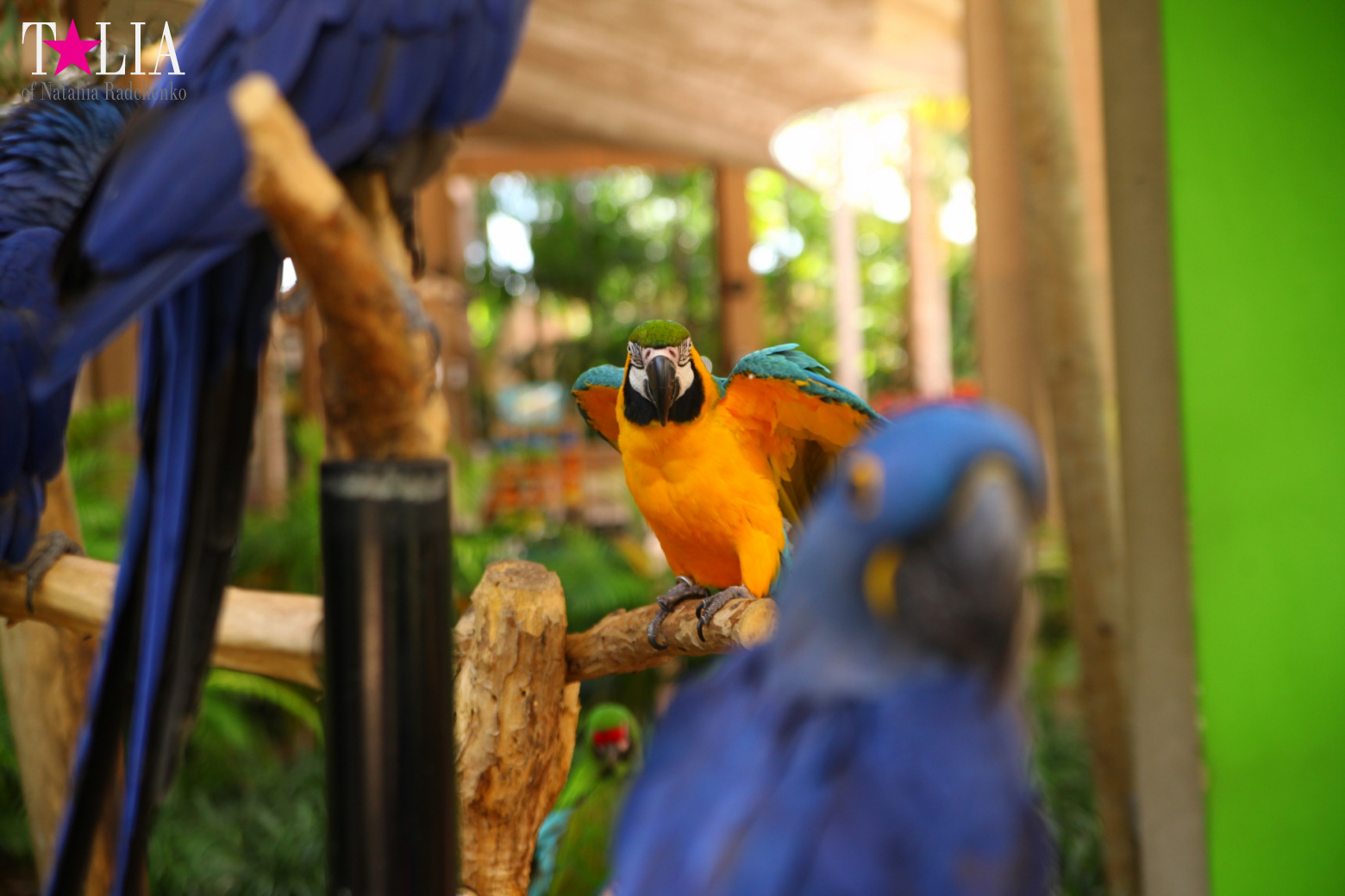 Птицы Джангл Айленд, Майами, Флорида