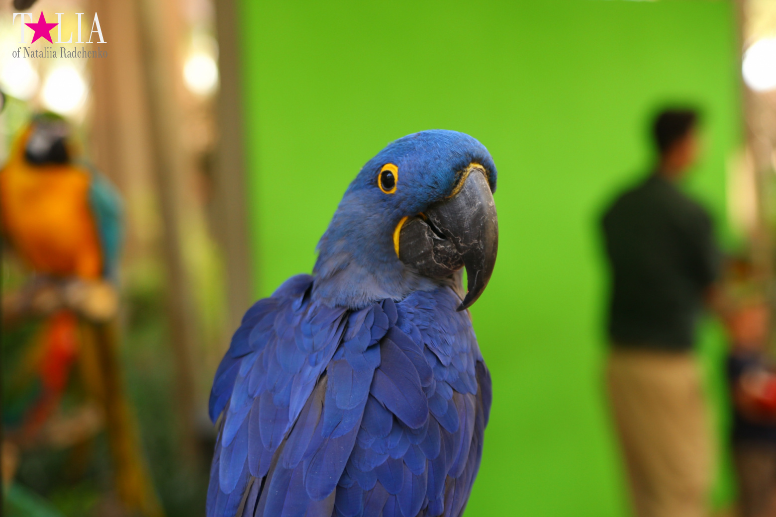 Птицы Джангл Айленд, Майами, Флорида