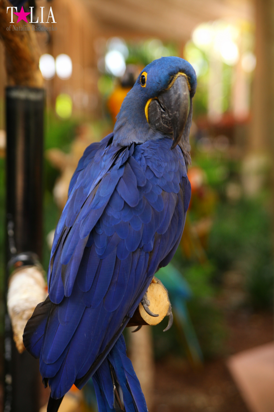 Птицы Джангл Айленд, Майами, Флорида