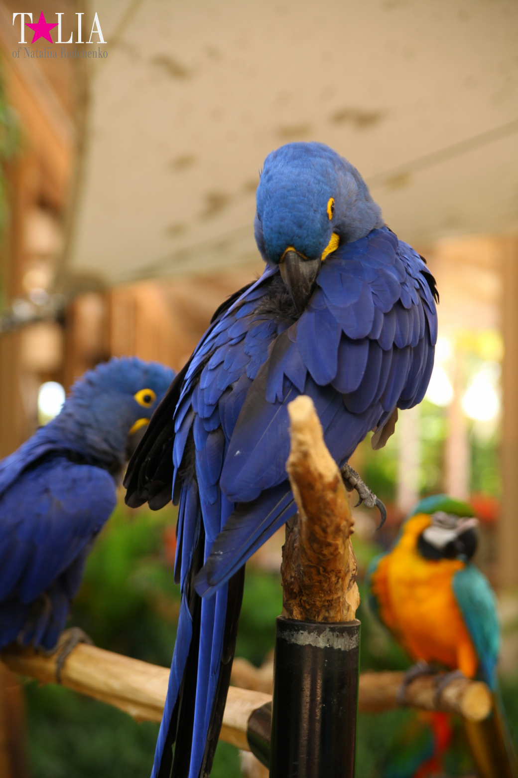 Птицы Джангл Айленд, Майами, Флорида