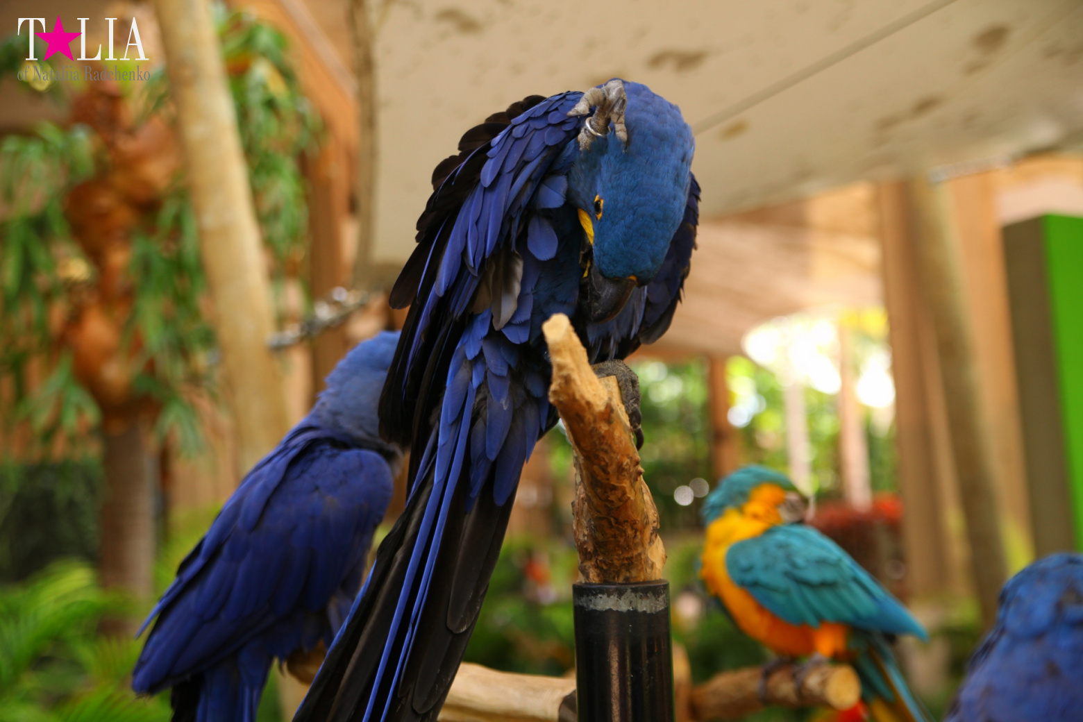 Птицы Джангл Айленд, Майами, Флорида
