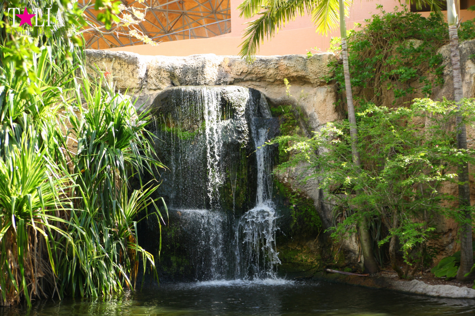 Птицы Джангл Айленд, Майами, Флорида