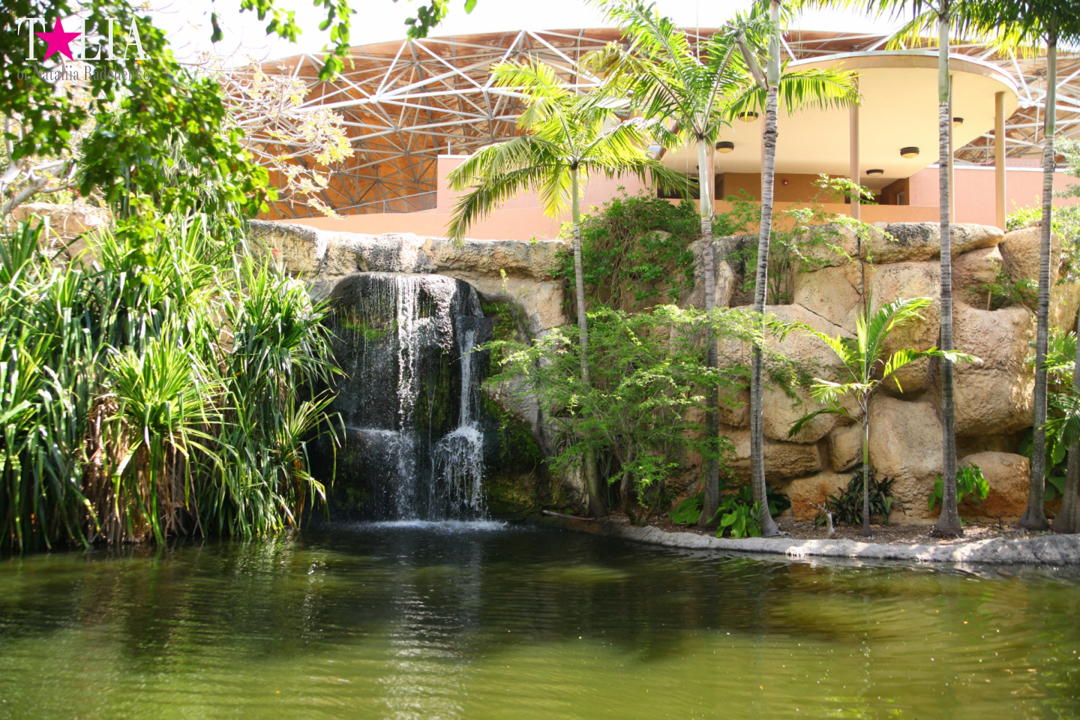 Птицы Джангл Айленд, Майами, Флорида