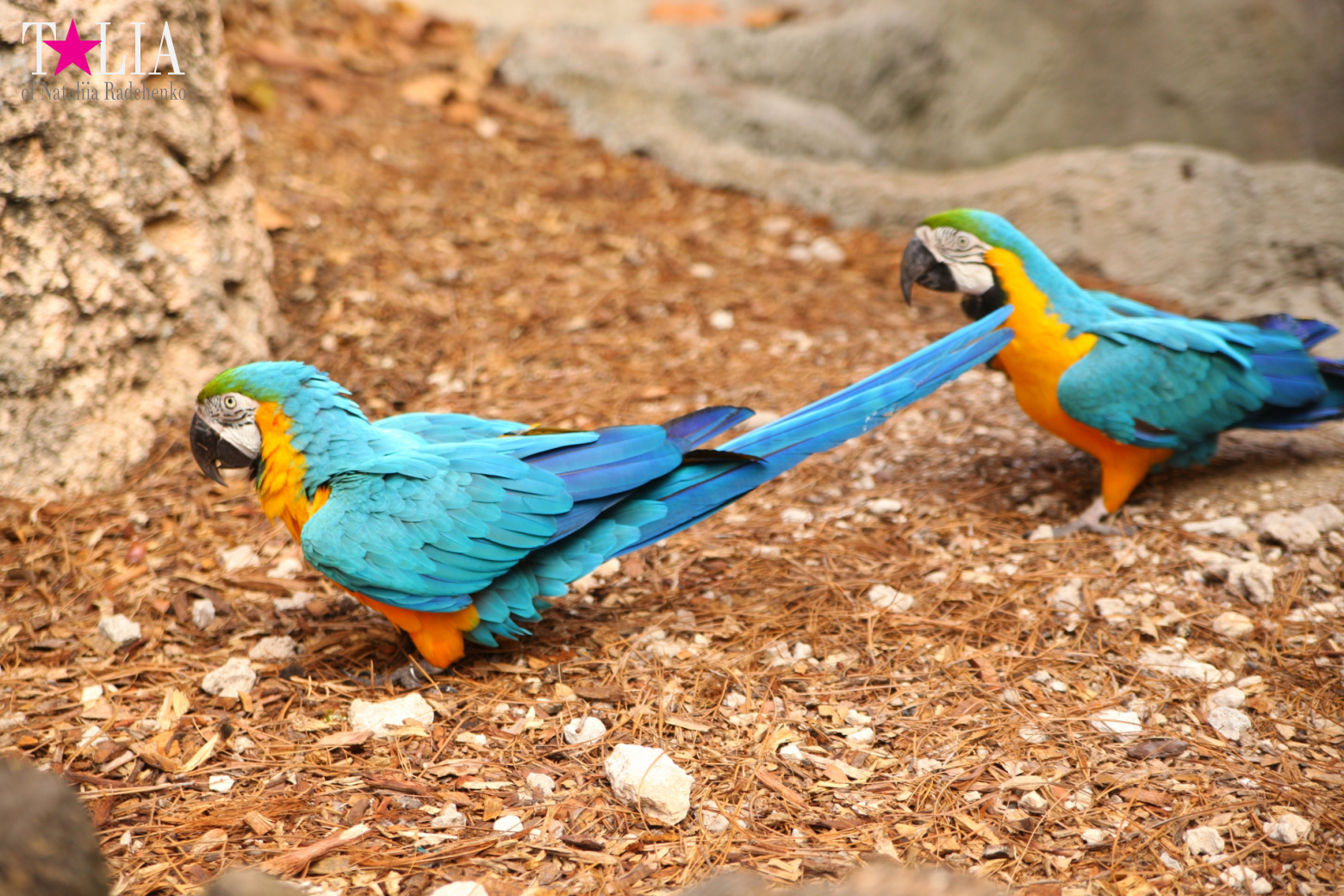 Птицы Джангл Айленд, Майами, Флорида