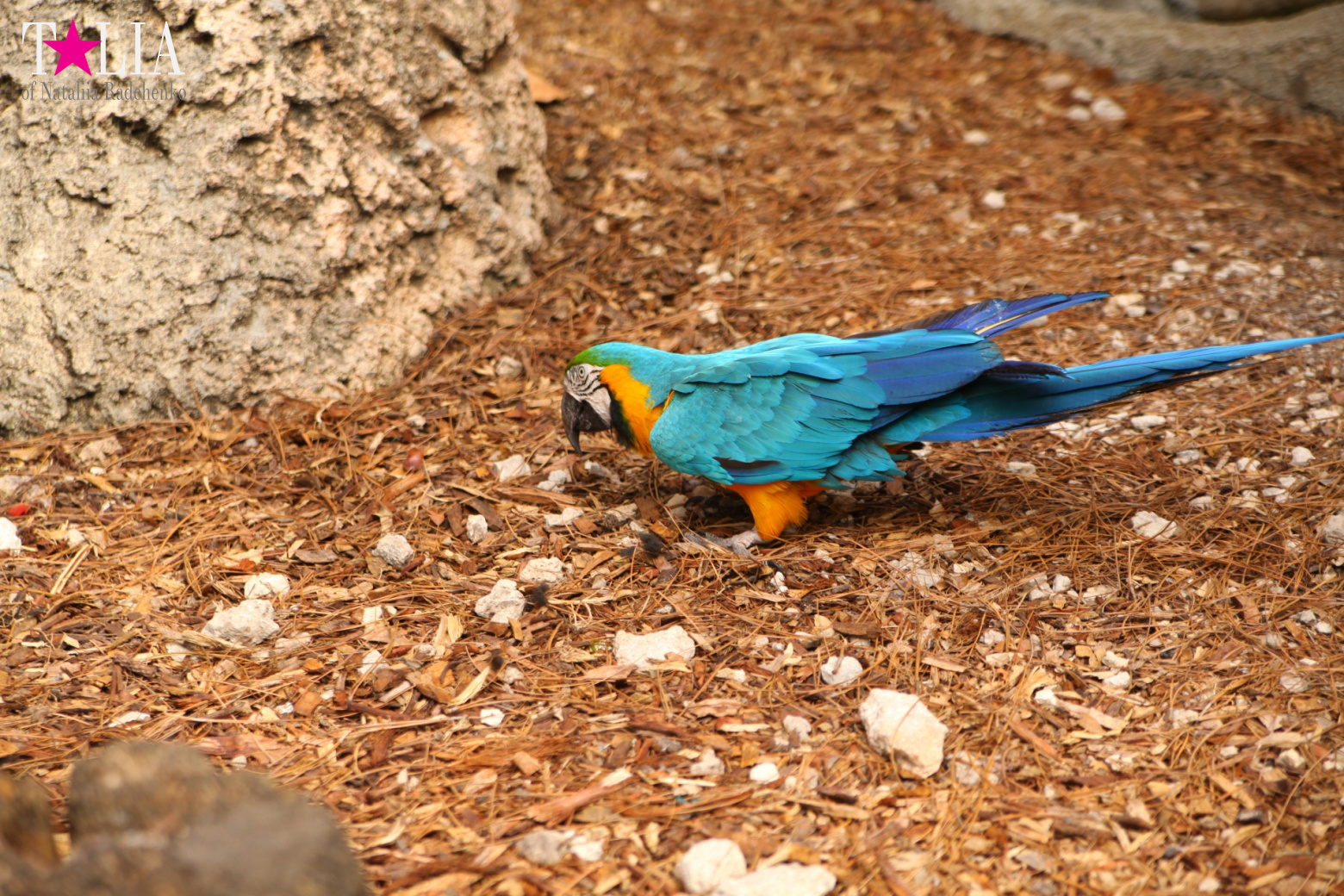 Птицы Джангл Айленд, Майами, Флорида