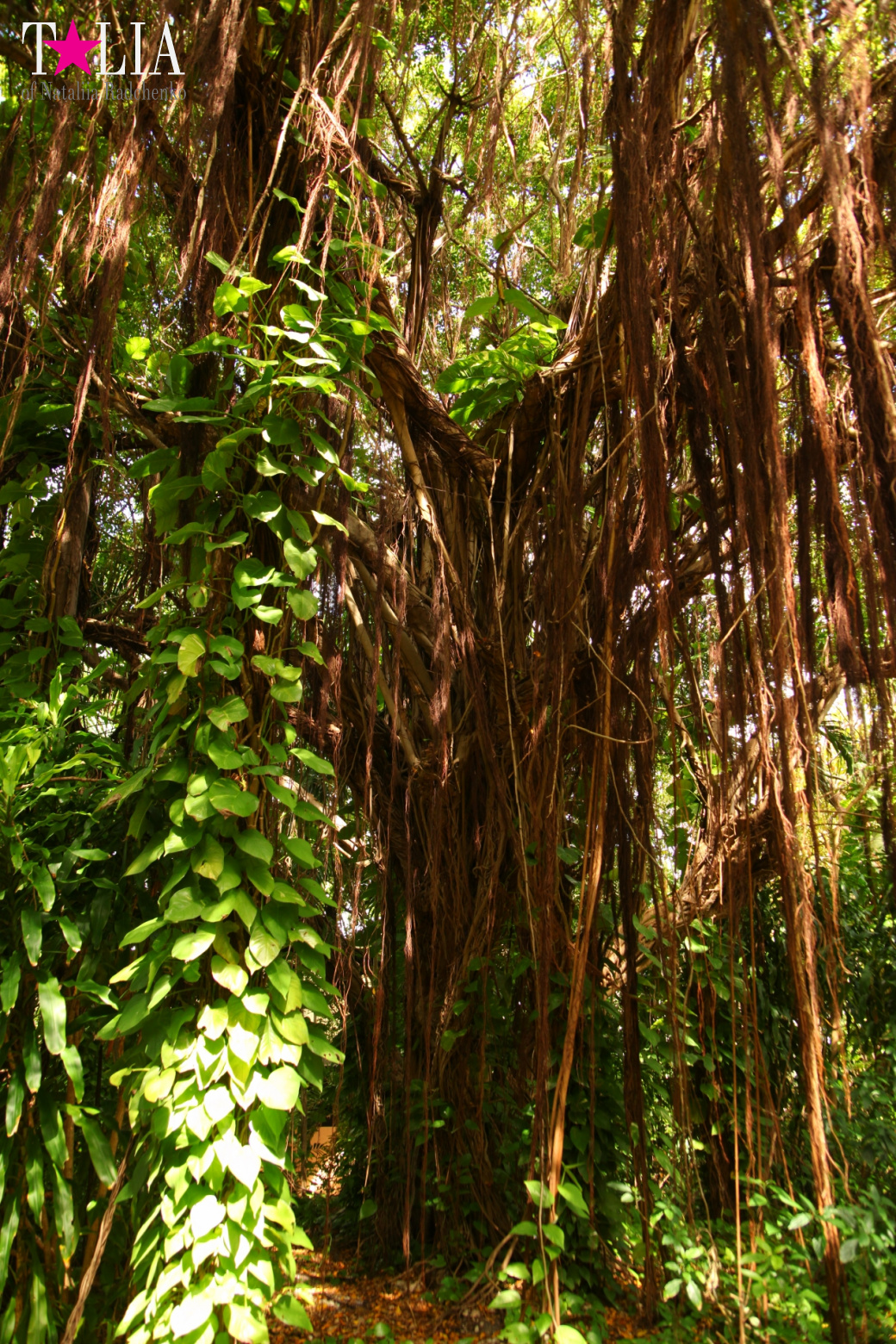 Птицы Джангл Айленд, Майами, Флорида