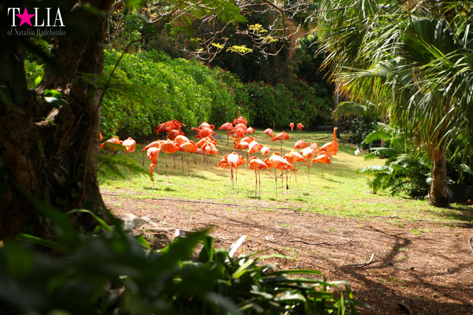 Птицы Джангл Айленд, Майами, Флорида
