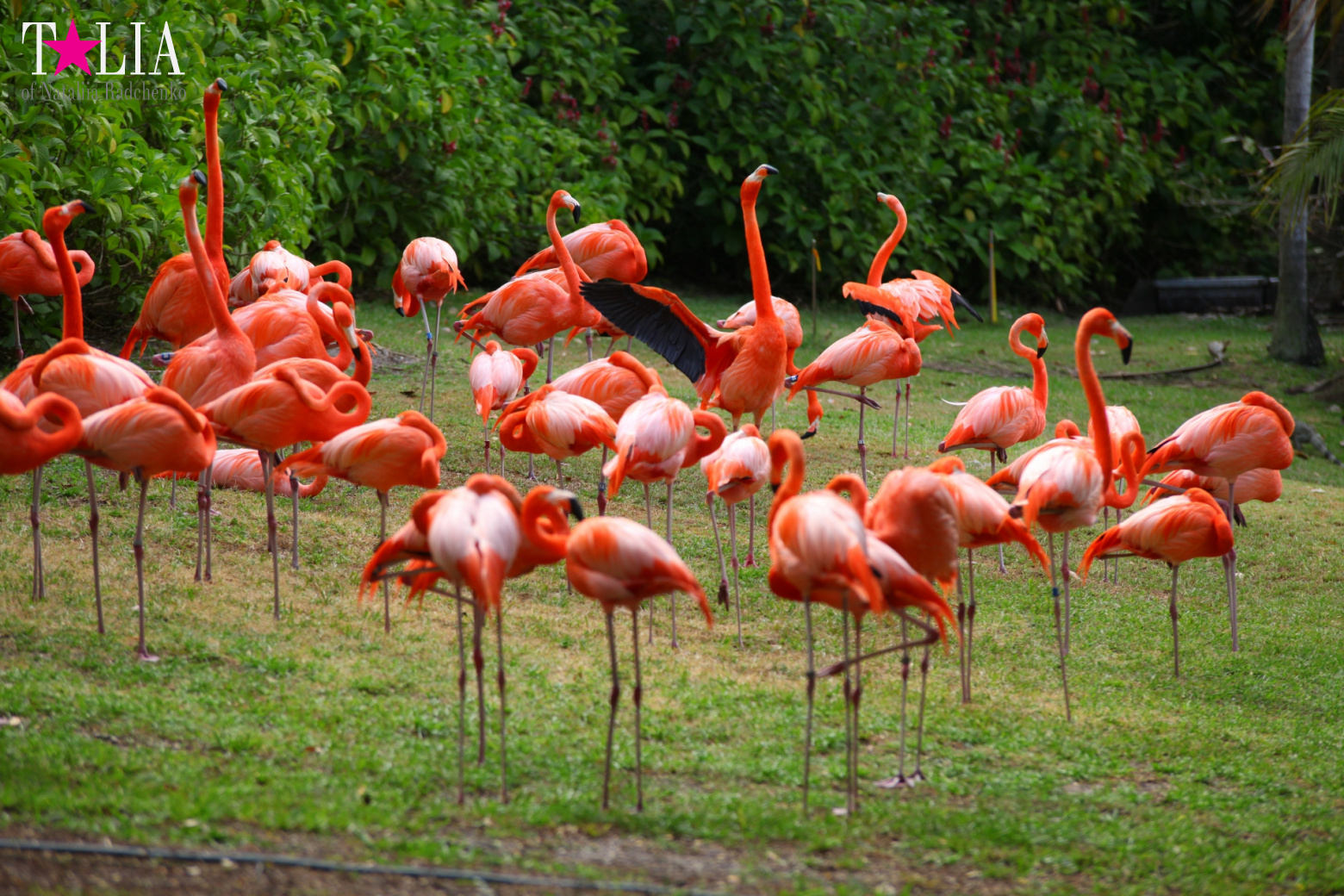 Птицы Джангл Айленд, Майами, Флорида