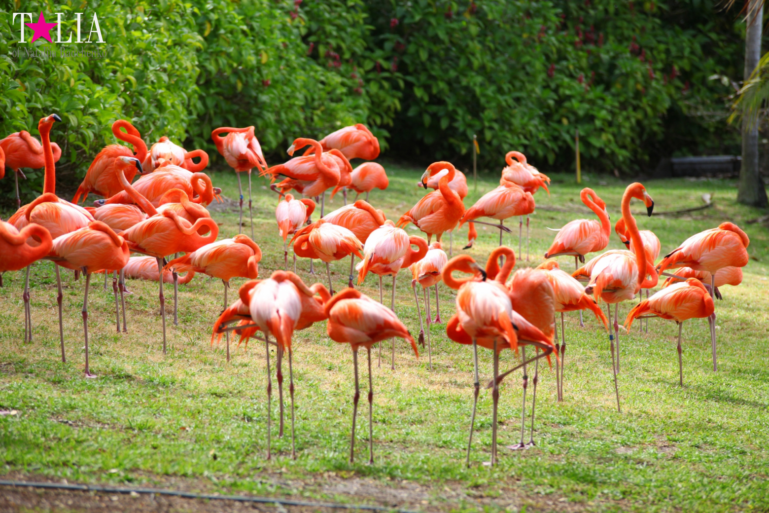 Птицы Джангл Айленд, Майами, Флорида