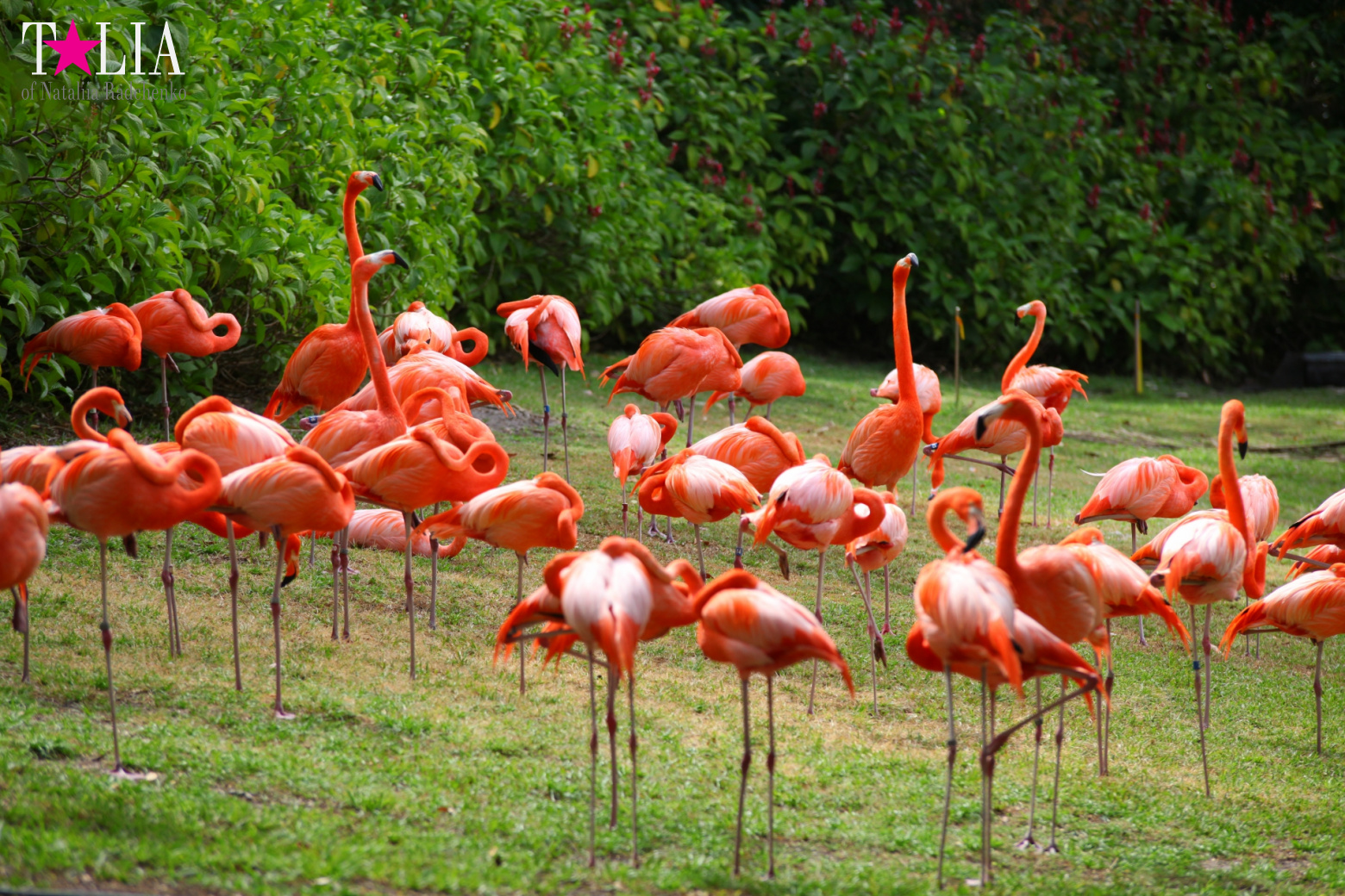 Птицы Джангл Айленд, Майами, Флорида