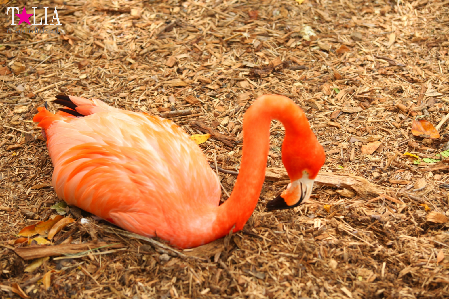 Птицы Джангл Айленд, Майами, Флорида