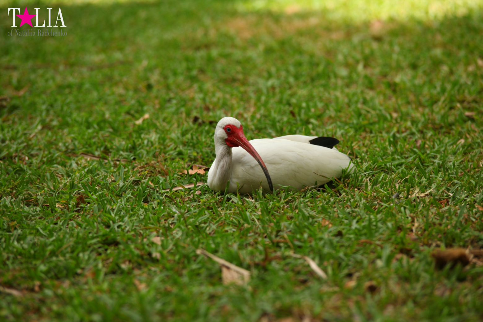 Птицы Джангл Айленд, Майами, Флорида