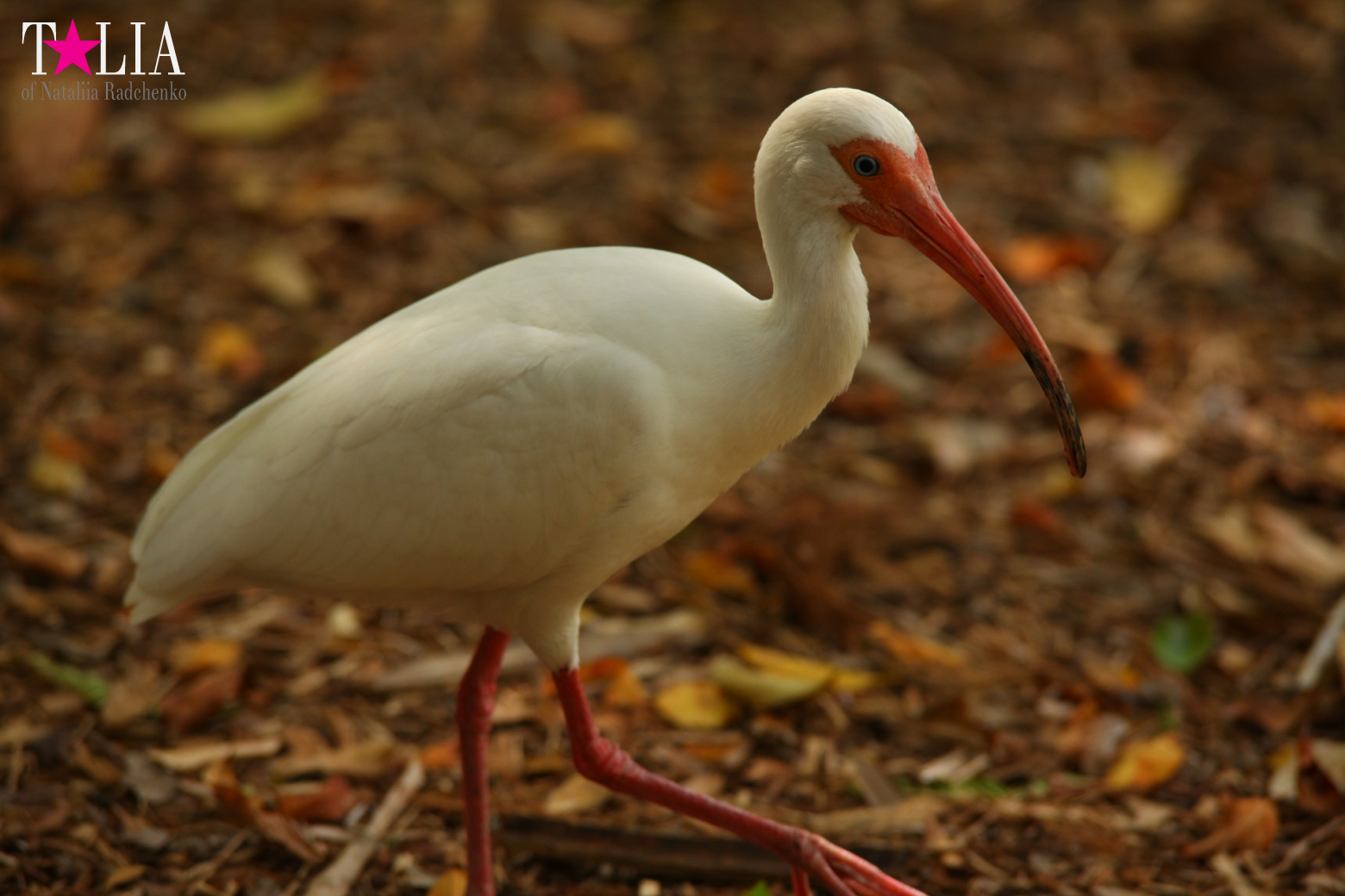 Птицы Джангл Айленд, Майами, Флорида