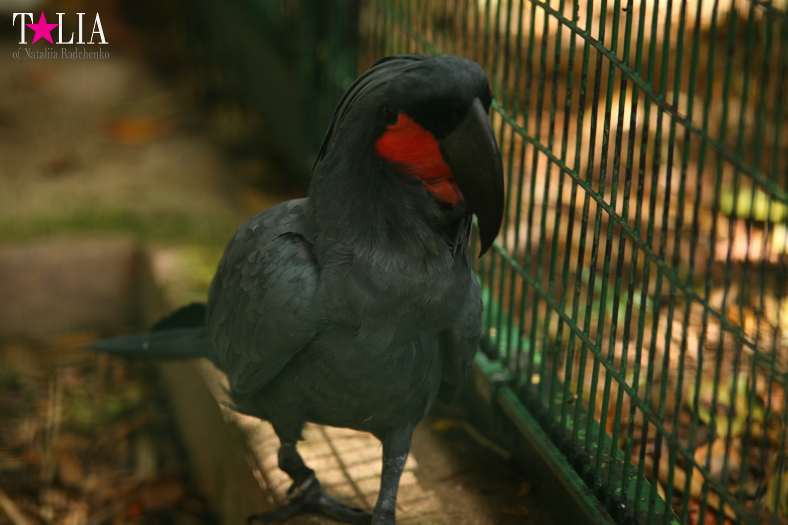 Птицы Джангл Айленд, Майами, Флорида