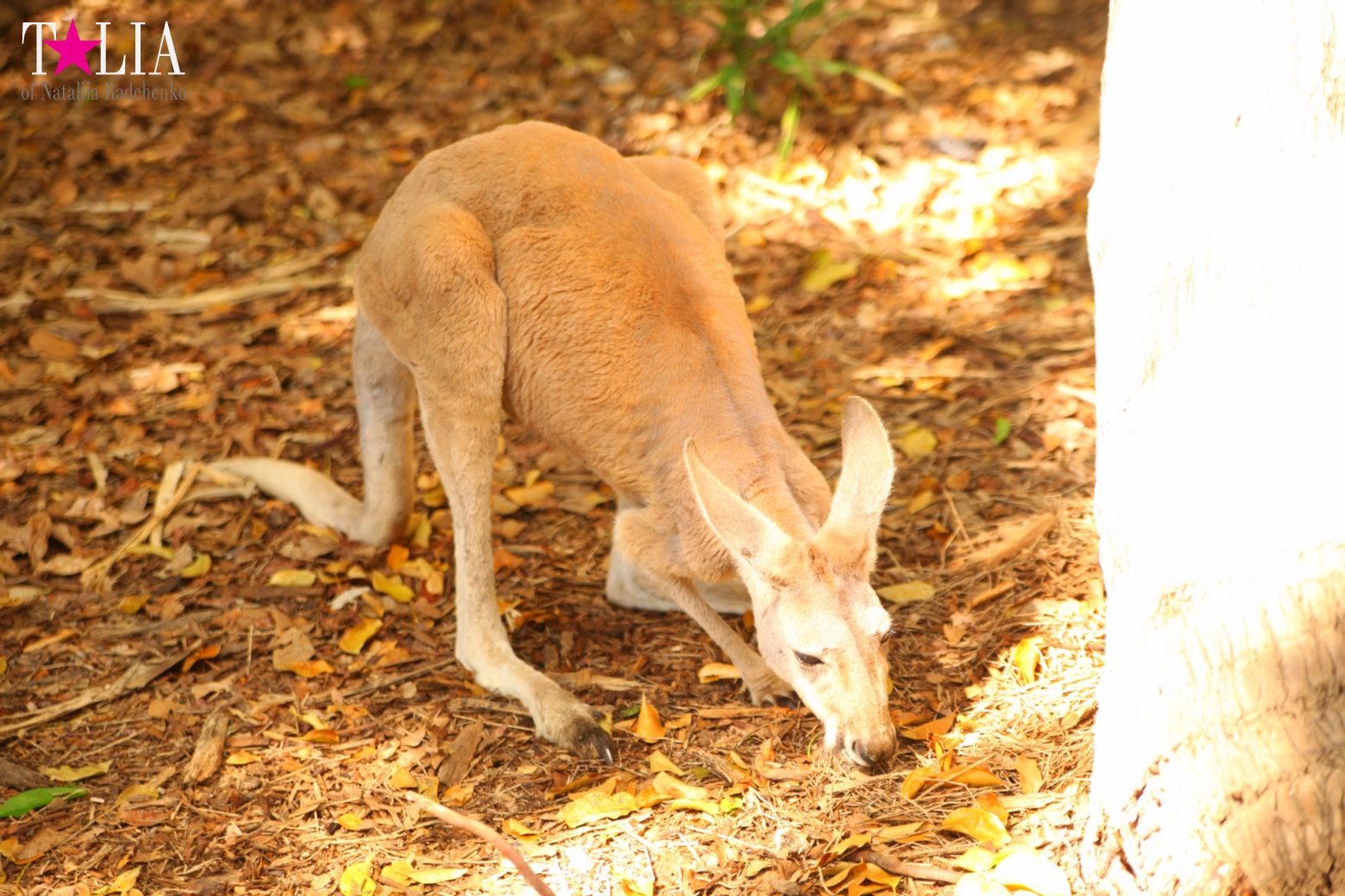 Кенгуру, тигры, черепахи и козлы Джангл Айленд, Майами, Флорида