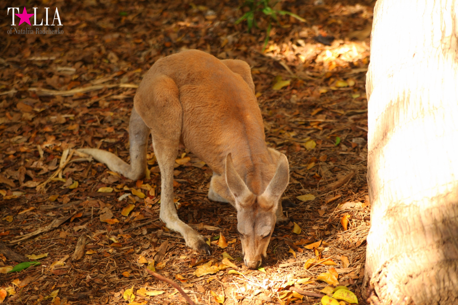 Кенгуру, тигры, черепахи и козлы Джангл Айленд, Майами, Флорида