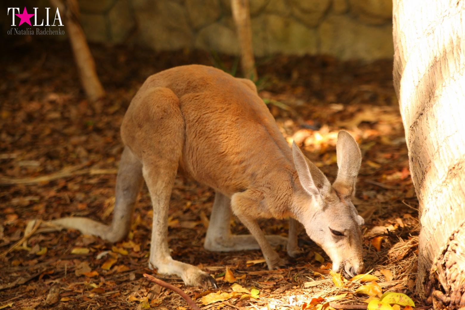 Кенгуру, тигры, черепахи и козлы Джангл Айленд, Майами, Флорида