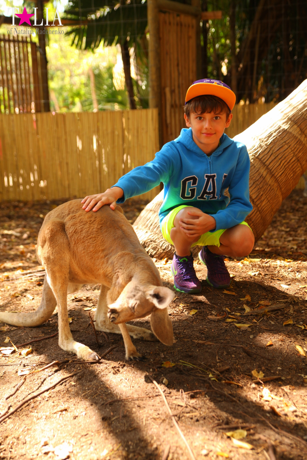 Кенгуру, тигры, черепахи и козлы Джангл Айленд, Майами, Флорида