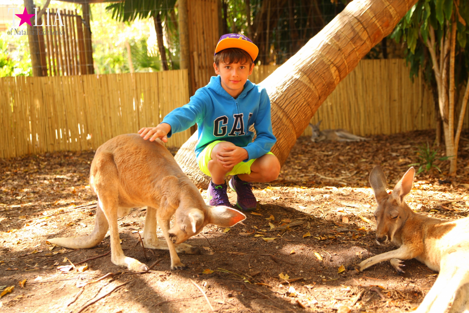 Кенгуру, тигры, черепахи и козлы Джангл Айленд, Майами, Флорида