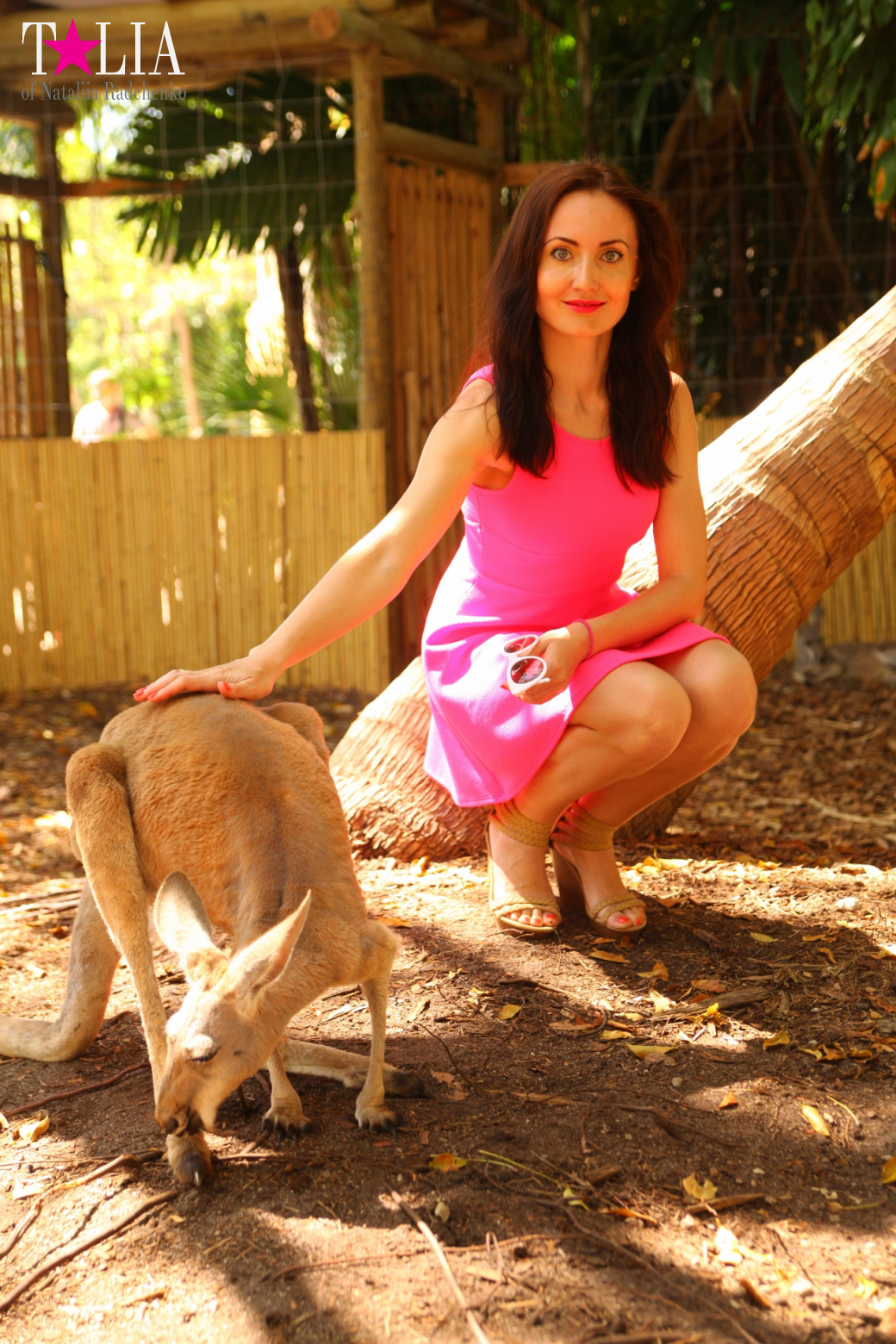 Кенгуру, тигры, черепахи и козлы Джангл Айленд, Майами, Флорида