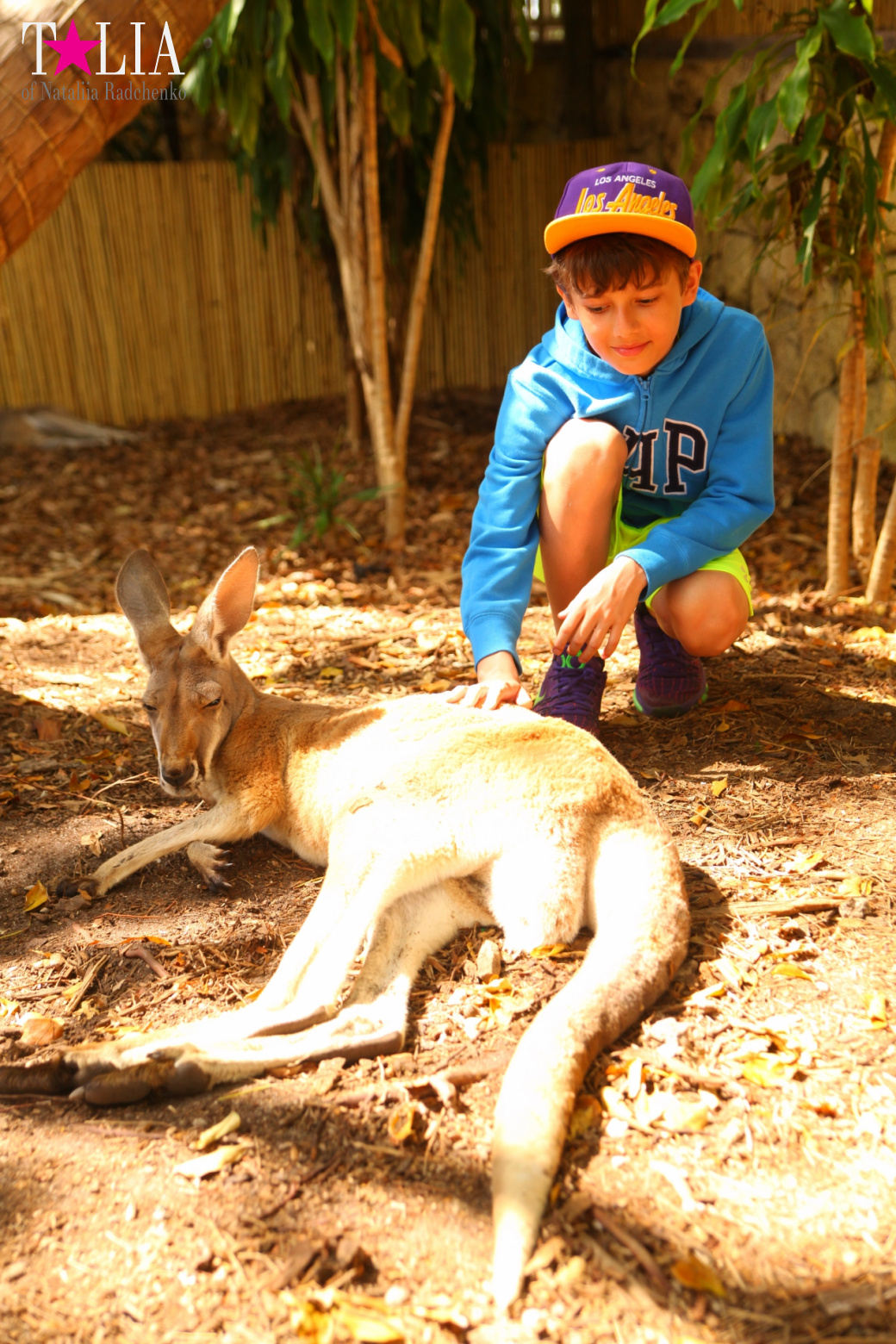 Кенгуру, тигры, черепахи и козлы Джангл Айленд, Майами, Флорида