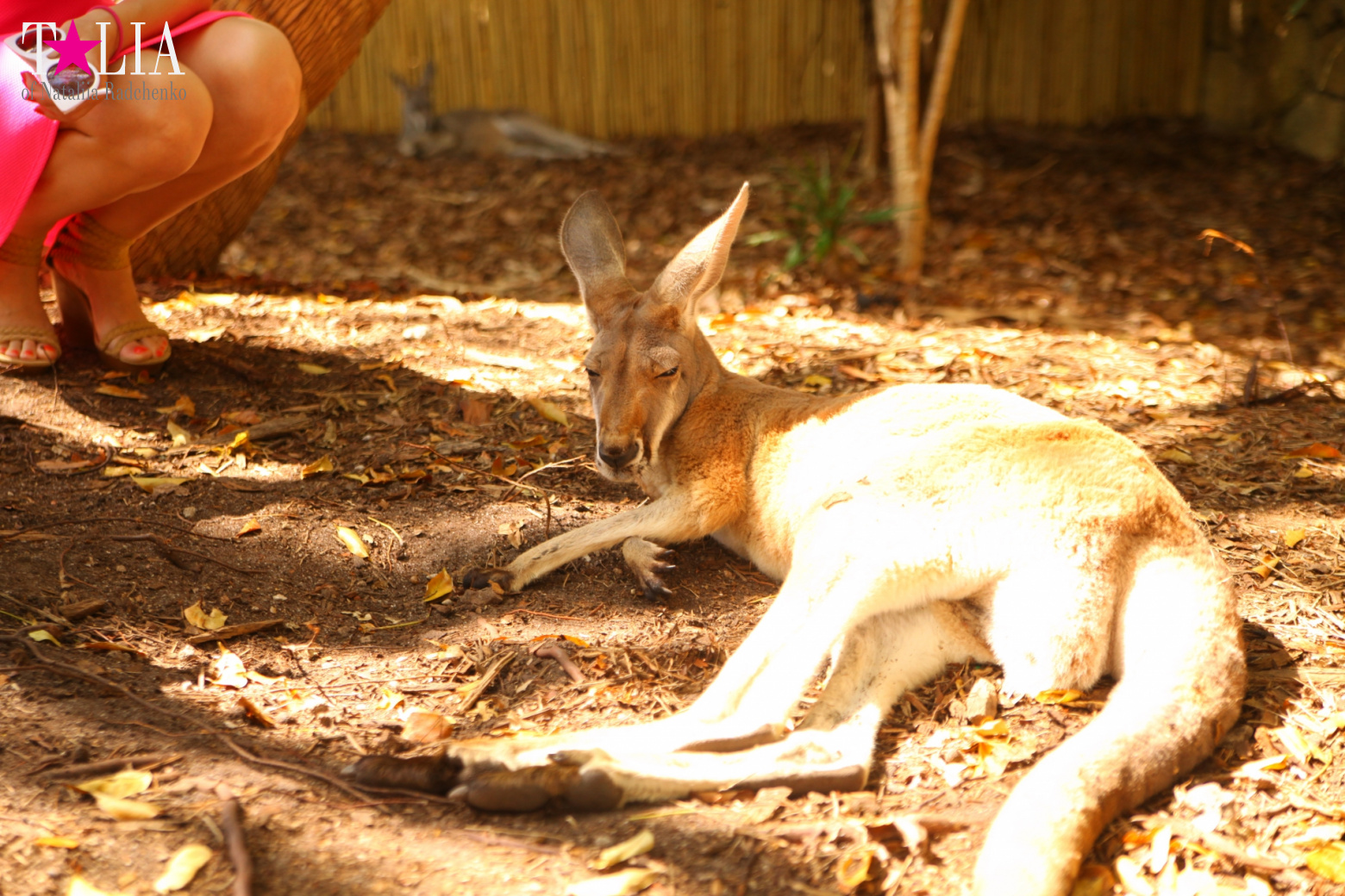Кенгуру, тигры, черепахи и козлы Джангл Айленд, Майами, Флорида