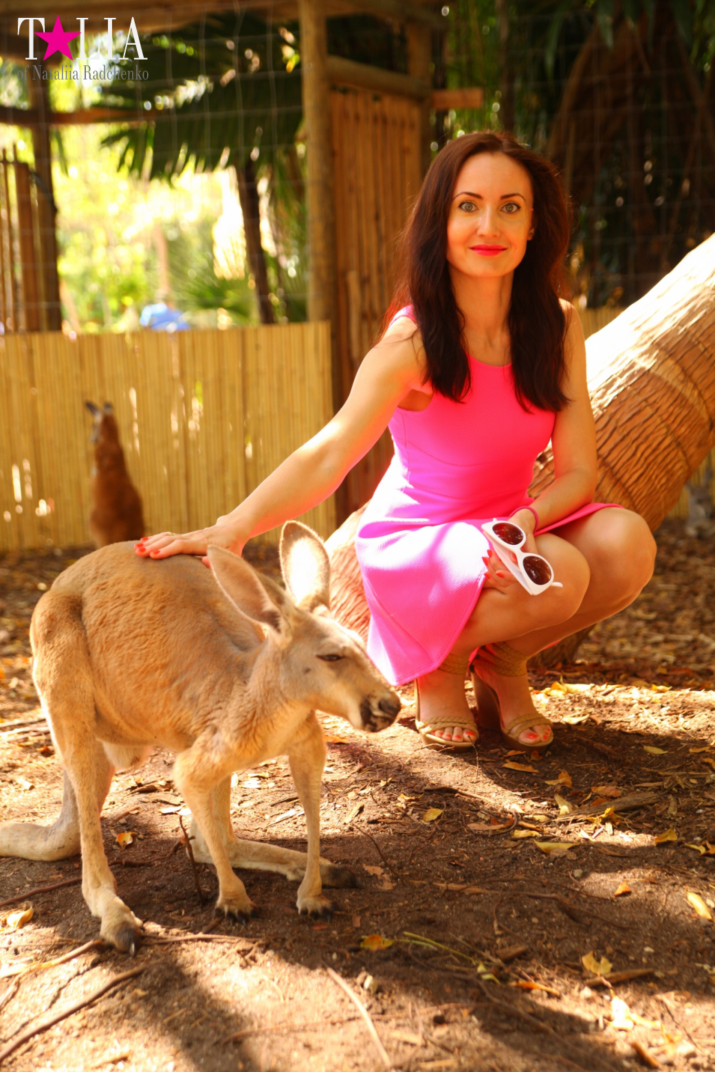 Кенгуру, тигры, черепахи и козлы Джангл Айленд, Майами, Флорида