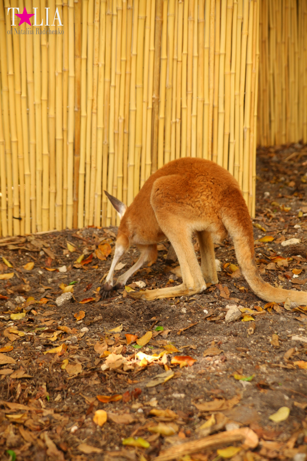 Кенгуру, тигры, черепахи и козлы Джангл Айленд, Майами, Флорида
