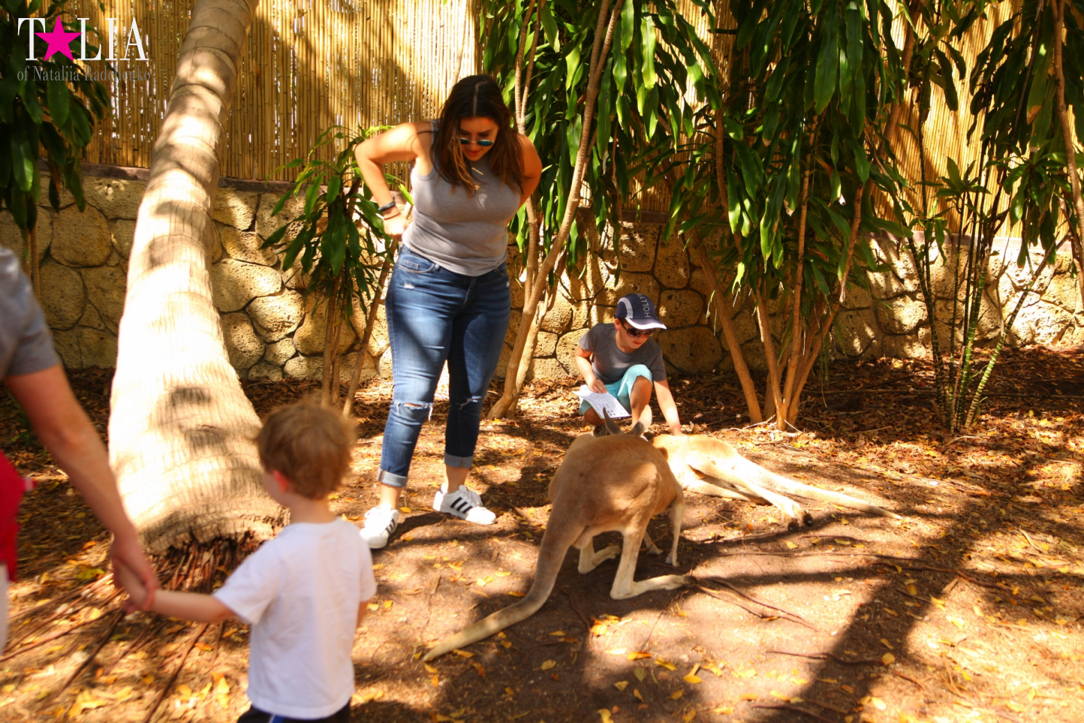 Кенгуру, тигры, черепахи и козлы Джангл Айленд, Майами, Флорида