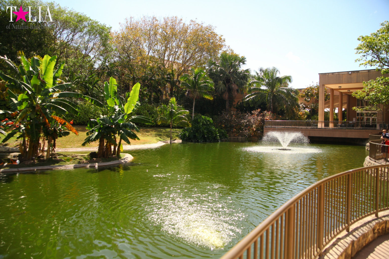 Кенгуру, тигры, черепахи и козлы Джангл Айленд, Майами, Флорида